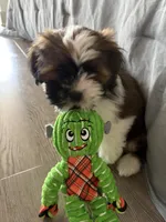 Benedict, a male Lhasa Apso for sale in Austin, TX – 2 of 4