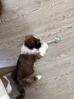 Benedict, a male Lhasa Apso for sale in Austin, TX – 3 of 4