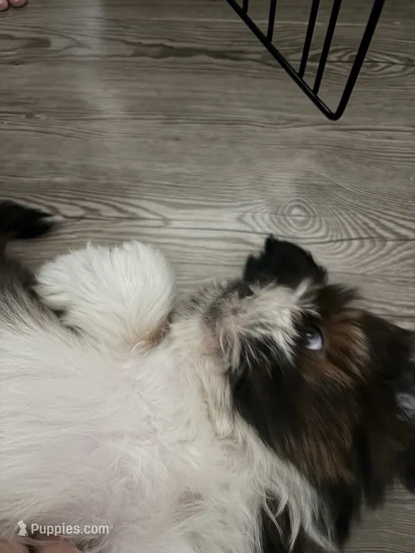 Benedict – Lhasa Apso puppy for sale in Austin, TX