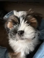 Benedict, a male Lhasa Apso for sale in Austin, TX – 4 of 4