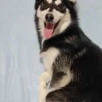 Orlando, a male Siberian Husky and Pomsky for sale in Ottawa, KS – Photo 4 of 4