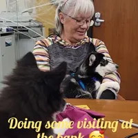 Orlando, a male Siberian Husky and Pomsky for sale in Ottawa, KS – Photo 2 of 4