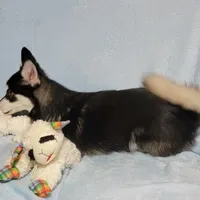 Orlando, a male Siberian Husky and Pomsky for sale in Ottawa, KS – Photo 3 of 4