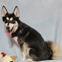 Orlando, a male Siberian Husky and Pomsky for sale in Ottawa, KS – Photo 1 of 4