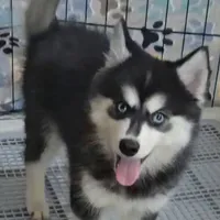 Bandit, a male Pomsky for sale in Ottawa, KS – Photo 1 of 4