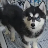 Bandit, a male Pomsky for sale in Ottawa, KS – Photo 2 of 4