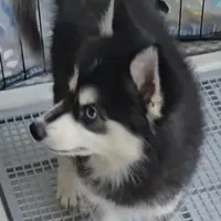 Bandit, a male Pomsky for sale in Ottawa, KS – Photo 4 of 4