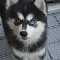 Bandit, a male Pomsky for sale in Ottawa, KS – Photo 3 of 4