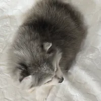 Sky, a male Siberian Husky and Pomsky for sale in Ottawa, KS – Photo 10 of 10