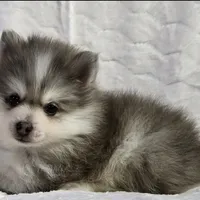 Sky, a male Siberian Husky and Pomsky for sale in Ottawa, KS – Photo 4 of 10