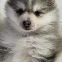 Sky, a male Siberian Husky and Pomsky for sale in Ottawa, KS – Photo 6 of 10