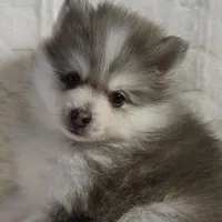 Sky, a male Siberian Husky and Pomsky for sale in Ottawa, KS – Photo 1 of 10