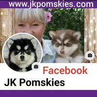 Sky, a male Siberian Husky and Pomsky for sale in Ottawa, KS – Photo 3 of 10