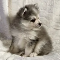 Sky, a male Siberian Husky and Pomsky for sale in Ottawa, KS – Photo 2 of 10