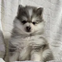 Sky, a male Siberian Husky and Pomsky for sale in Ottawa, KS – Photo 8 of 10