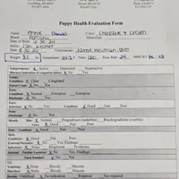 Annie, a female Pomsky for sale in Ottawa, KS – Photo 5 of 7