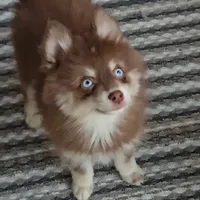 Annie, a female Pomsky for sale in Ottawa, KS – Photo 3 of 7