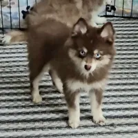 Annie, a female Pomsky for sale in Ottawa, KS – Photo 7 of 7