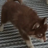 Annie, a female Pomsky for sale in Ottawa, KS – Photo 6 of 7