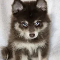 Annie, a female Pomsky for sale in Ottawa, KS – Photo 1 of 7