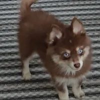 Annie, a female Pomsky for sale in Ottawa, KS – Photo 4 of 7