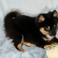 Snickers, a male Pomeranian and Pomsky for sale in Ottawa, KS – Photo 4 of 8