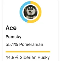 Snickers, a male Pomeranian and Pomsky for sale in Ottawa, KS – Photo 8 of 8