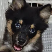 Snickers, a male Pomeranian and Pomsky for sale in Ottawa, KS – Photo 1 of 8