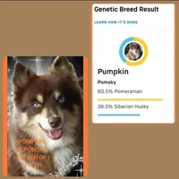 Snickers, a male Pomeranian and Pomsky for sale in Ottawa, KS – Photo 2 of 8