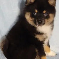 Snickers, a male Pomeranian and Pomsky for sale in Ottawa, KS – Photo 7 of 8