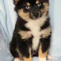 Snickers, a male Pomeranian and Pomsky for sale in Ottawa, KS – Photo 3 of 8