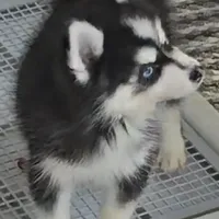 Connor, a male Pomsky for sale in Ottawa, KS – Photo 3 of 6