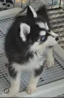 Connor, a male Pomsky for sale in Ottawa, KS – Photo 3 of 6