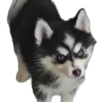 Connor, a male Pomsky for sale in Ottawa, KS – Photo 5 of 6