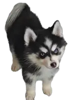 Connor, a male Pomsky for sale in Ottawa, KS – Photo 5 of 6