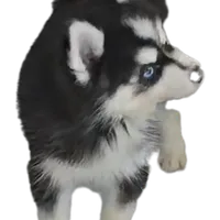 Connor, a male Pomsky for sale in Ottawa, KS – Photo 6 of 6