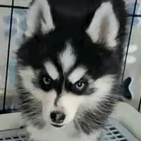 Connor, a male Pomsky for sale in Ottawa, KS – Photo 4 of 6