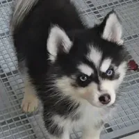 Connor, a male Pomsky for sale in Ottawa, KS – Photo 2 of 6