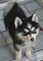 Connor, a male Pomsky for sale in Ottawa, KS – Photo 2 of 6