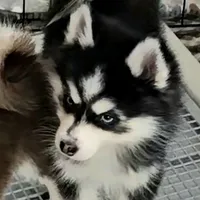 Connor, a male Pomsky for sale in Ottawa, KS – Photo 1 of 6