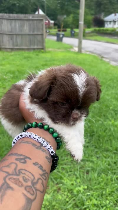Teddy, a male Shih Tzu for sale in Anniston, AL – 2 of 2