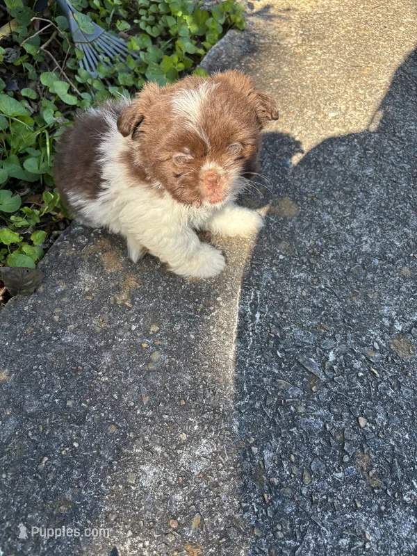 Teddy – Shih Tzu puppy for sale in Anniston, AL