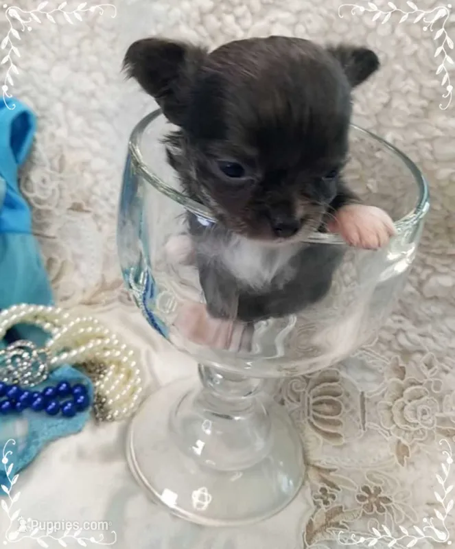 TeacupBlueWhite – Chihuahua puppy for sale in Sebring, FL