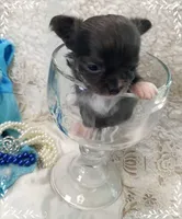 TeacupBlueWhite, a female Chihuahua for sale in Sebring, FL – 1 of 6