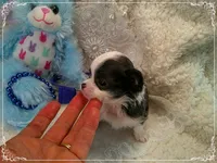 TeacupBlueWhite1, a male Chihuahua for sale in Sebring, FL – 2 of 6