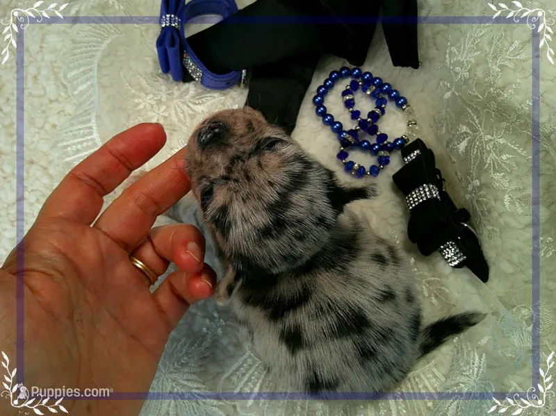 BlueMerleLongHair – Chihuahua puppy for sale in Sebring, FL