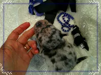 BlueMerleLongHair, a male Chihuahua for sale in Sebring, FL – 1 of 6