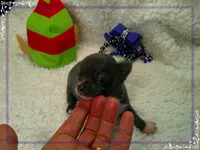 MaleTeacupBlueWhite, a male Chihuahua for sale in Sebring, FL – 4 of 4