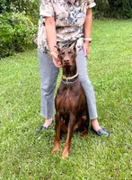 DOBAR , a female Doberman Pinscher for sale in Sebring, FL – 2 of 4