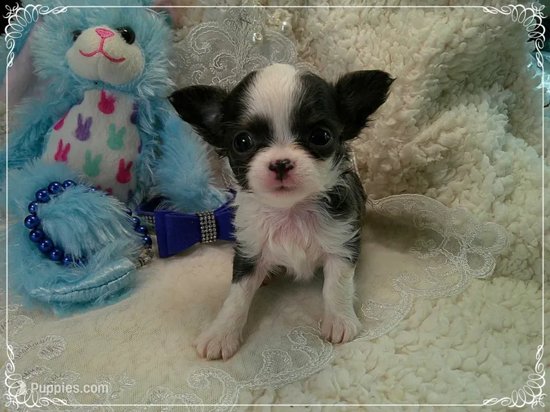 TeacupBlueWhite1 – Chihuahua puppy for sale in Sebring, FL